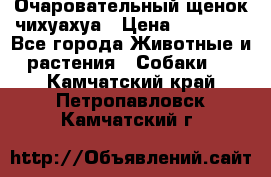 Очаровательный щенок чихуахуа › Цена ­ 40 000 - Все города Животные и растения » Собаки   . Камчатский край,Петропавловск-Камчатский г.